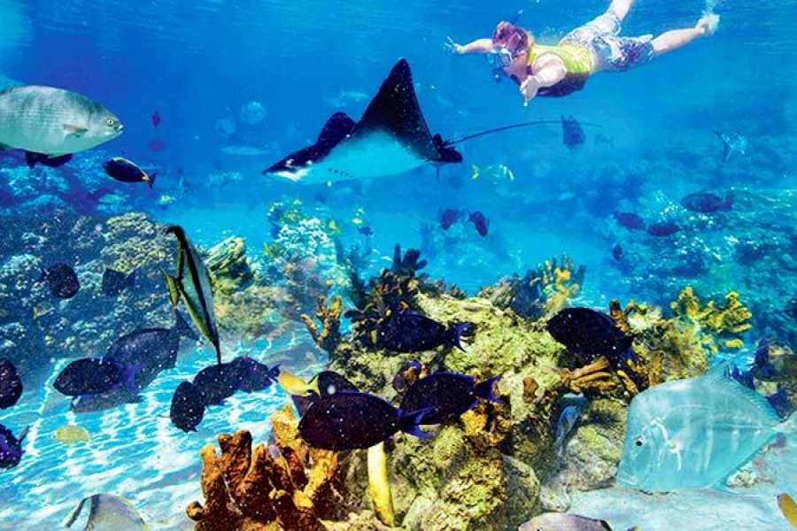 🐠 Tiran Island Snorkeling & Diving Trip – From Sharm El Sheikh