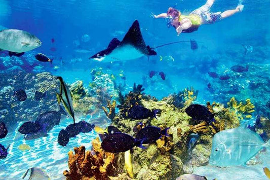 🐠 Tiran Island Snorkeling & Diving Trip – From Sharm El Sheikh