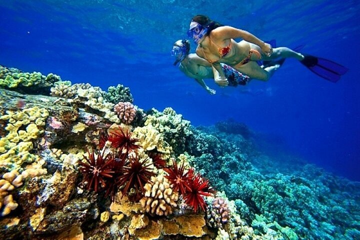 🐠 Tiran Island Snorkeling & Diving Trip – From Sharm El Sheikh